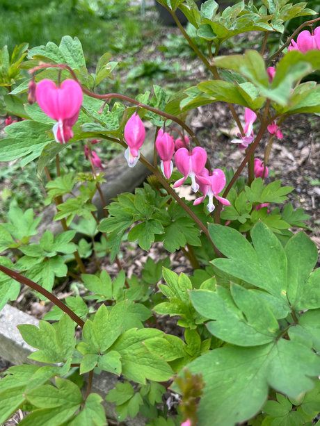 Foto di nudo di fuga di OnlyFans di Blonde Hippy Chick