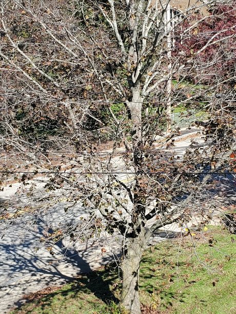 Foto di nudo di fuga di OnlyFans di A