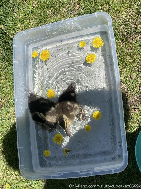 Xsluttycupcakex6669x