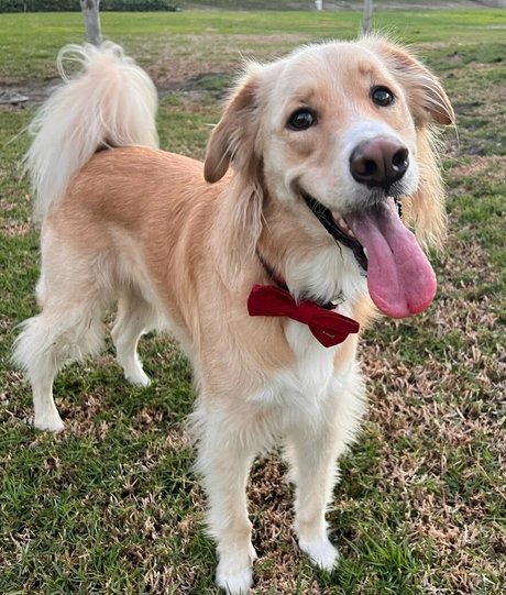 Officialantonellakahllo